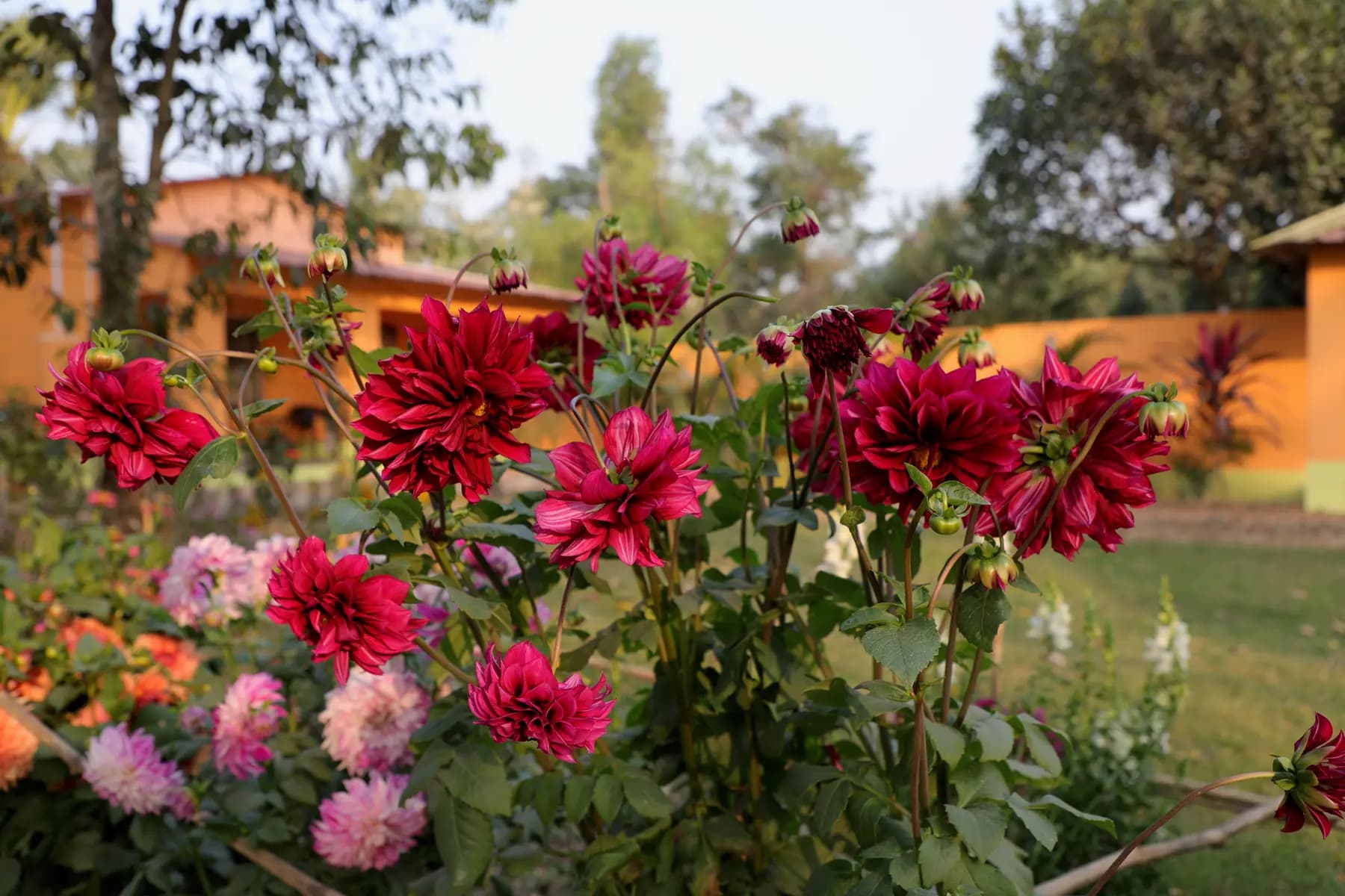 Red and pink dahlias in the Turiyo garden, orange buildings behind