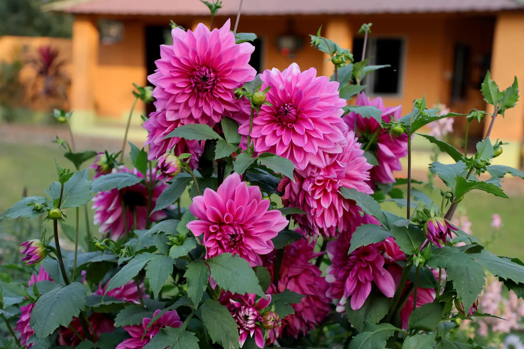 Pink dahlias blooming in the garden in front of an orange cottage