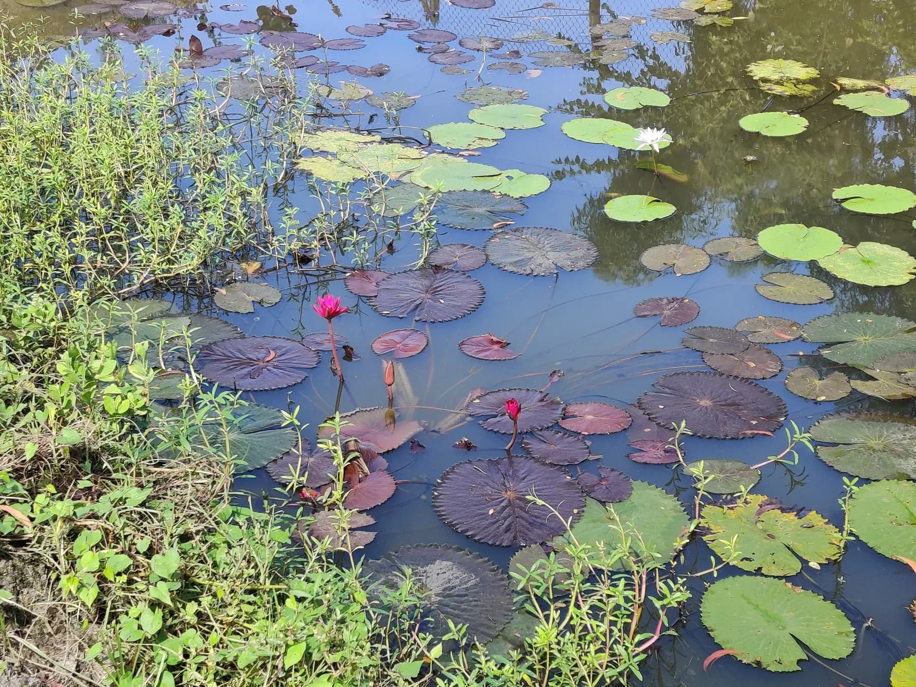 Pink and white water lilies on a pond at Turiyo