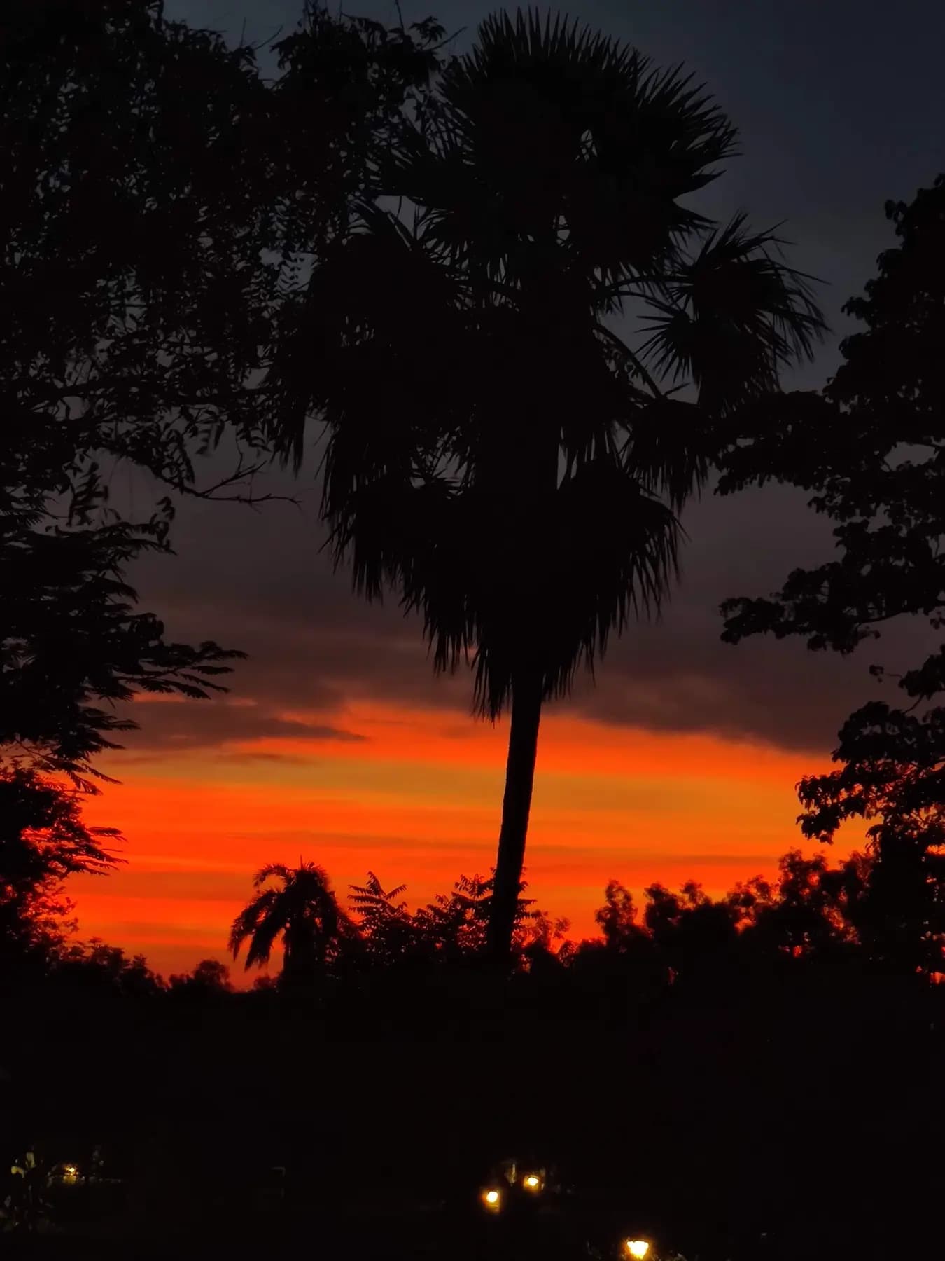 A palm silhouetted against an orange sunset at Turiyo