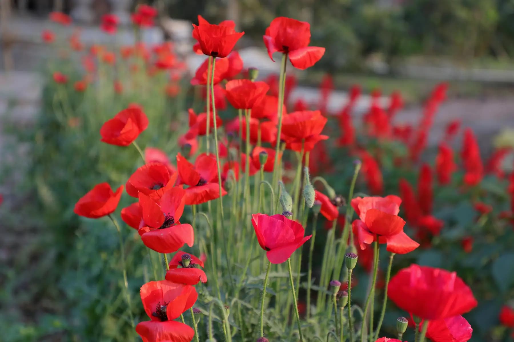 Red poppies in bloom in the Turiyo flower garden