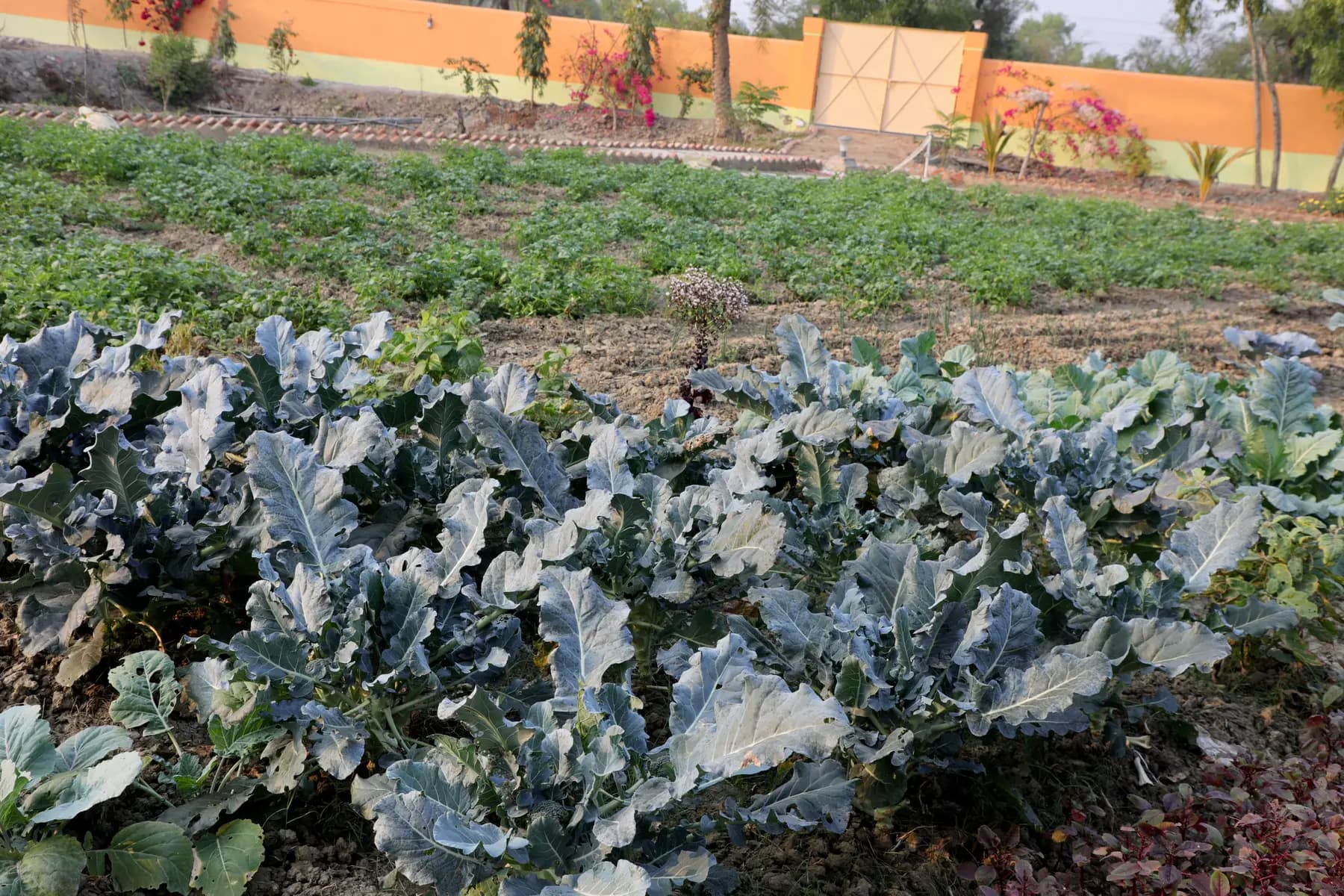 Winter vegetable beds of broccoli inside the orange boundary wall