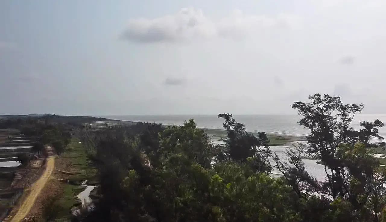 Aerial view of the Khejuri coast with casuarina trees and the sea