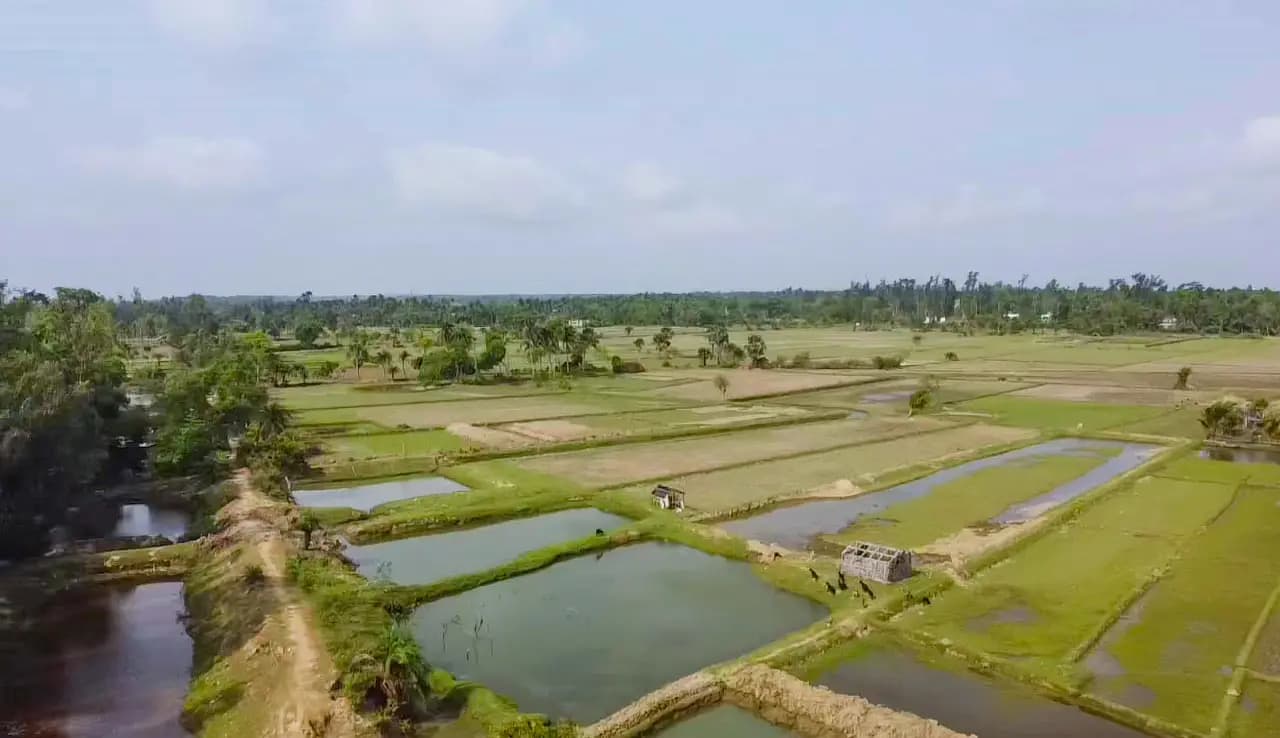 Aerial view of paddy fields and ponds near Khejuri