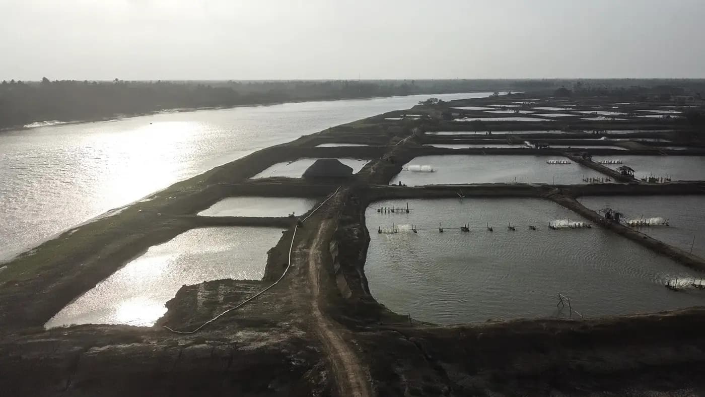 Rasulpur river with fish ponds along the bank, from above
