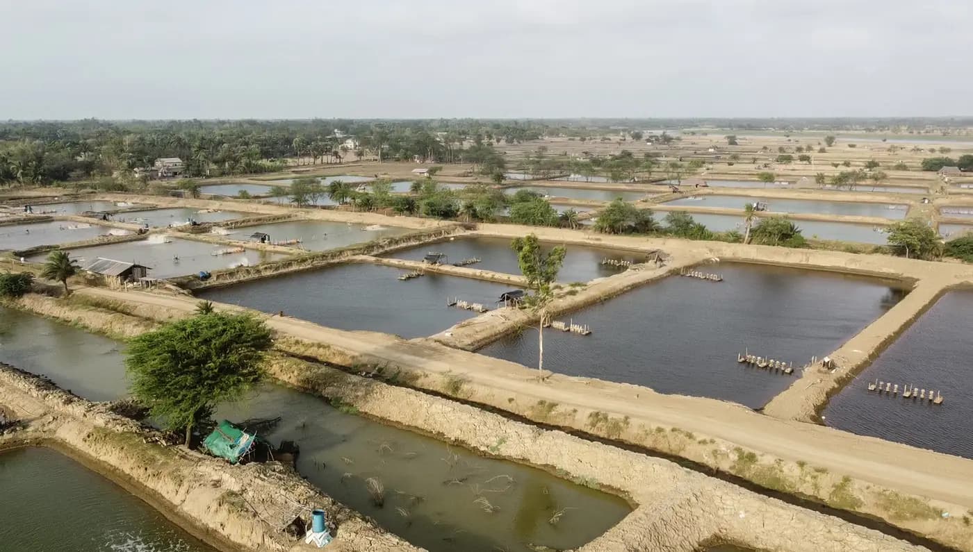 Aerial view of fish farm ponds near the Rasulpur river