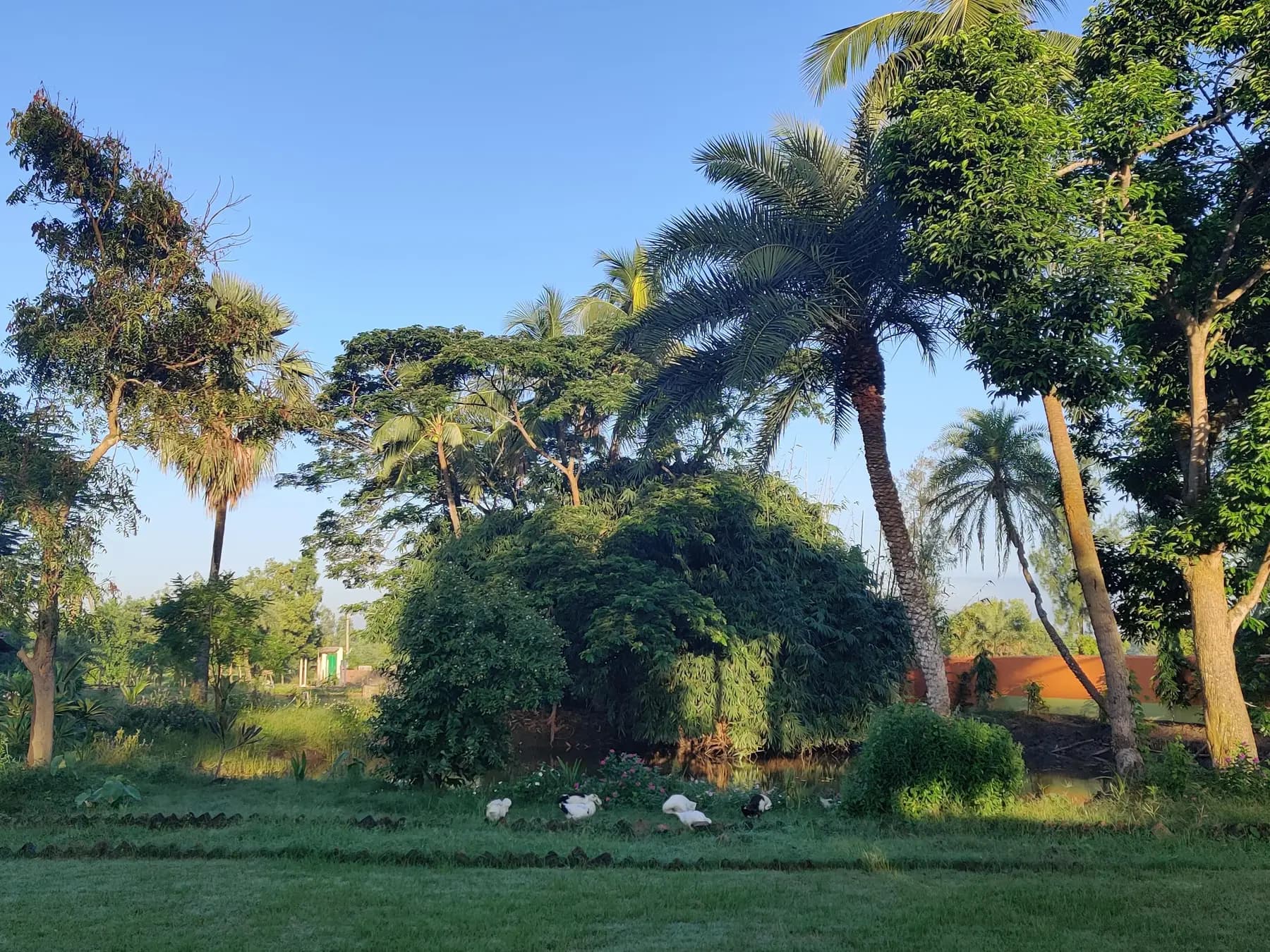 Ducks grazing on the lawn under palms and bamboo in morning light