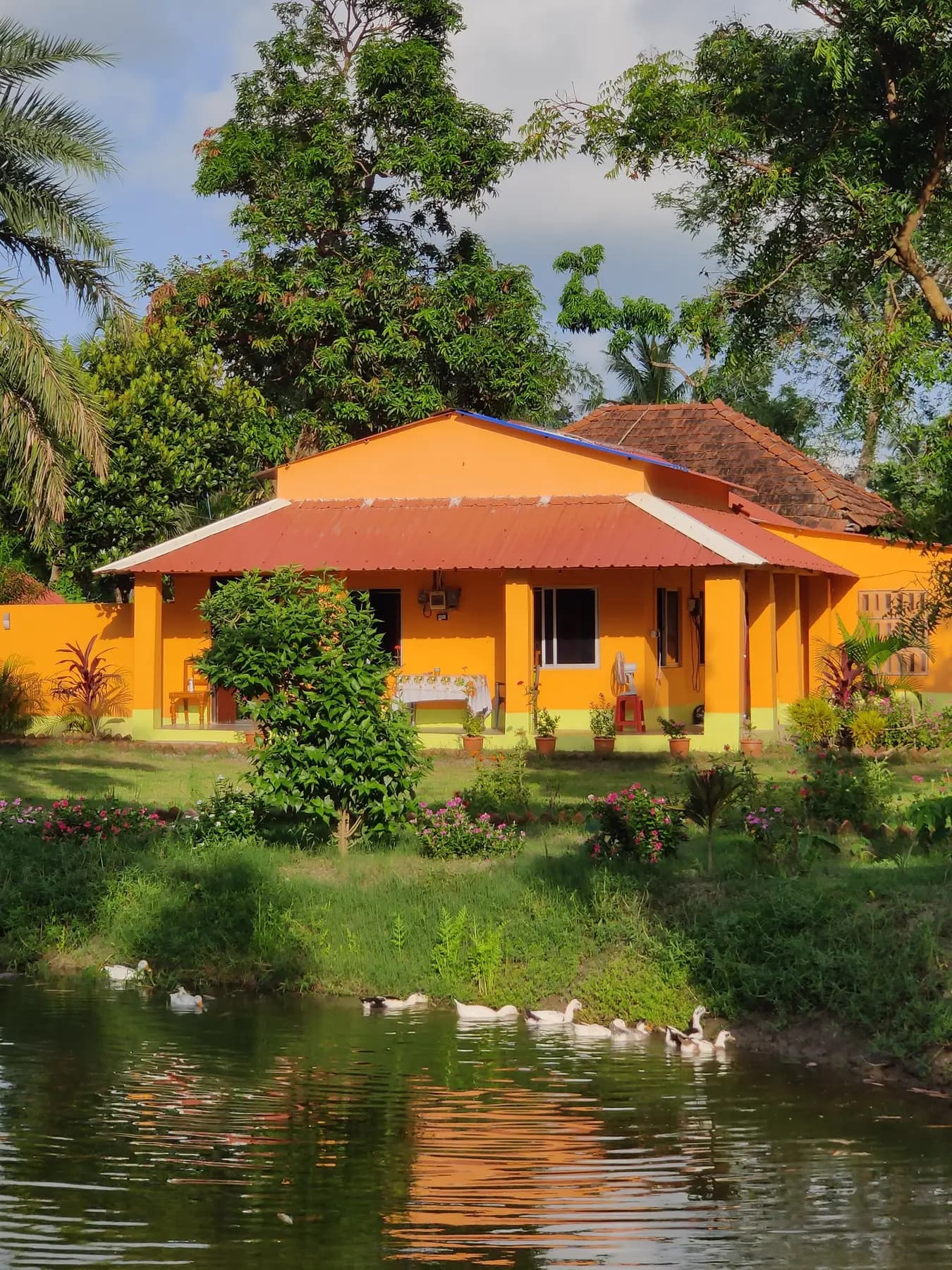Orange house with red tin roof above the pond, ducks swimming in front