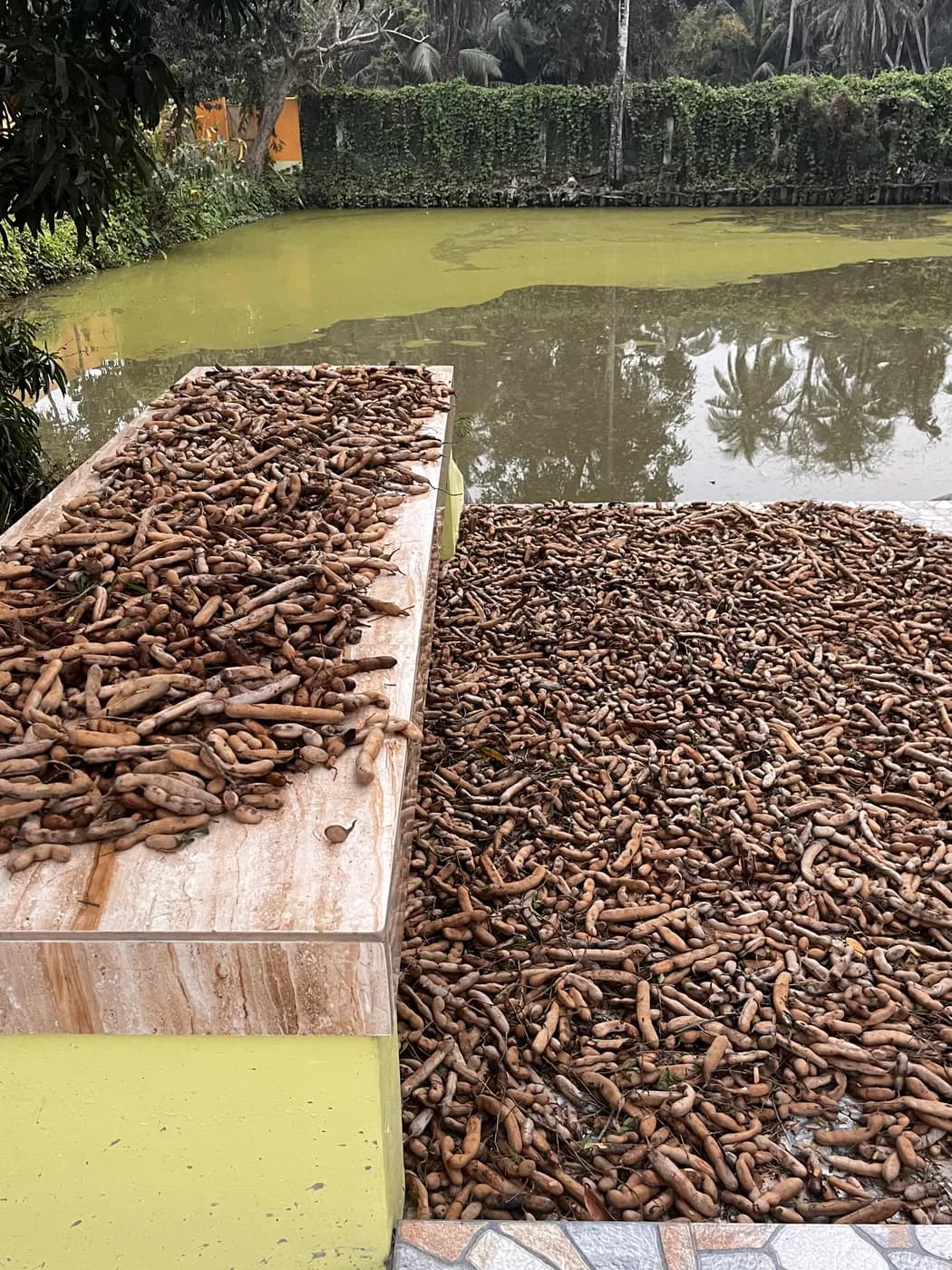 Tamarind pods from the Bastu farm drying in the sun beside the pond