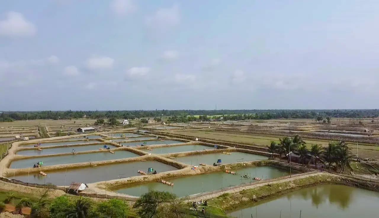 Aerial view of fish ponds near Khejuri