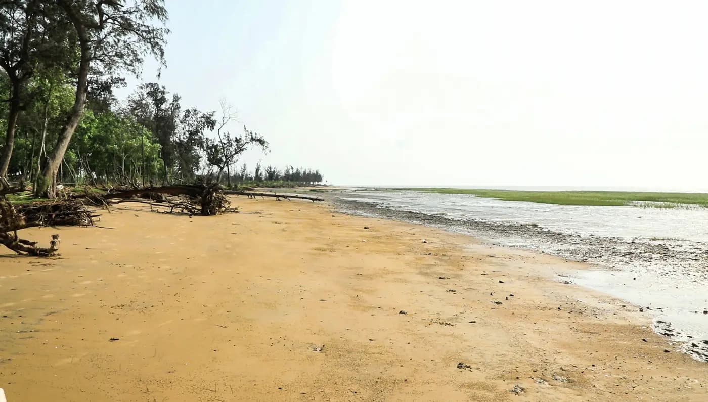 Sandy beach with casuarina trees and mudflats on the Khejuri coast